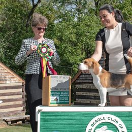 Beagles from Royal-Tea Beagles