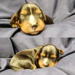 Cavalier King Charles Spaniel Puppies from Southern Edge Kennel