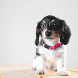 Dachshund Puppies from Chocolat &  Créme doxies