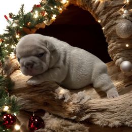 Nova - Fawn male French Bulldog puppy in Houston, Alabama from Orderofthebulldogs, LLC
