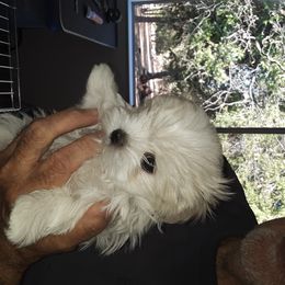 Maltese Puppies from MaltaAngel