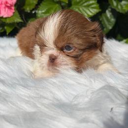 Boy1 - Red and white male Shih Tzu puppy in Covina, California from Shih_doodle_Co