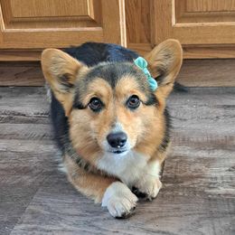 Pepper - Pembroke Welsh Corgi