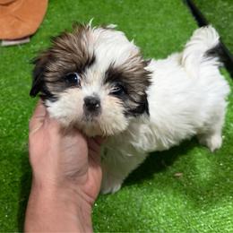 Hale - Black gold and white female Shih Tzu puppy in Bourne, Massachusetts from Shih Tzu Pups