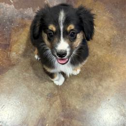 Java - Black tri male Miniature Australian Shepherd puppy in Licking, Missouri from Burnett Aussies