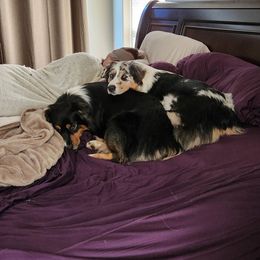 Australian Shepherd All Grown Up from Eventide Australian Shepherds