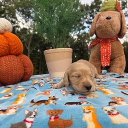 Cream boy - Cream male Dachshund puppy in West Plains, Missouri from Spring Creek Dachshunds