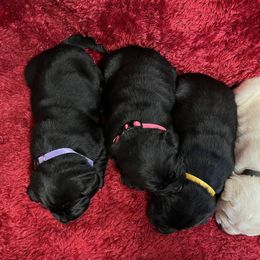 Black Girl - Black female Labrador Retriever puppy in Beaverdam, Virginia from Gold Heart Labradors