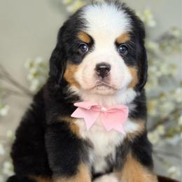 Dalia - pink collar - Tri-color female Bernese Mountain Dog puppy in Yuciapa, California from AlltheDoodlez_