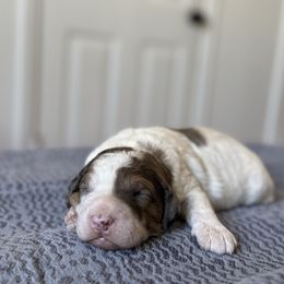 Parti merle boy - Parti male Goldendoodle puppy in Hobbs, New Mexico from Goldie Locks Golden Retrievers & Doodles