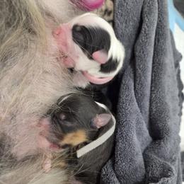 Australian Shepherd Puppies from Out of the Blue Aussies