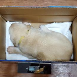 Golden Retriever Puppies from The Golden Court