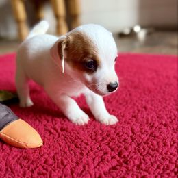 Oakley - Brown and white female Jack Russell Terrier puppy in Cleburne, Texas from Jordan's Shorty Jacks