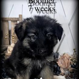 Boomer - Black and red male German Shepherd puppy in Sequim, Washington from German Shepherd Haus