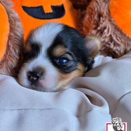 Felicia Hardy - Black tan and white female Biewer Terrier puppy in California from Corazon de gigante