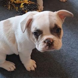 Carly - White and fawn female French Bulldog puppy in Cañon City, Colorado from Terri Geiser-Gilchrist