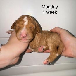 Monday - Apricot female Goldendoodle puppy in Suring, Wisconsin from Black Oak Doodles
