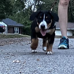 Entlebucher Mountain Dog Puppies from Ironclad