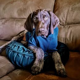 German Shorthaired Pointers from 509 GSP Dogs