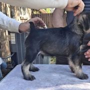 Red Boy - Show Boy - Standard Schnauzer puppy from Ausgelassen Standard Schnauzers