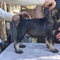 Red Boy - Show Boy - Standard Schnauzer puppy from Ausgelassen Standard Schnauzers