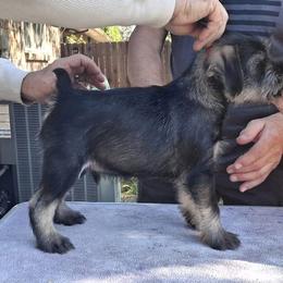 Red Boy - Show Boy - Standard Schnauzer puppy from Ausgelassen Standard Schnauzers