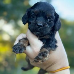 Boy 7 - Green - Black white and tan male Cocker Spaniel puppy in Ellenboro, North Carolina from Chantels Spaniels