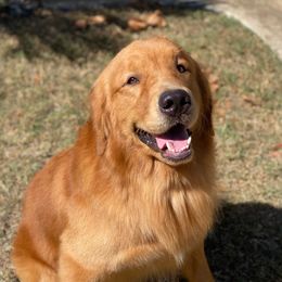 Campbell - Golden Retriever
