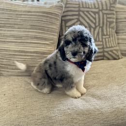 Aussiedoodle and Bernedoodle Puppies from Platinum Bernedoodles of Texas