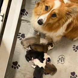 Pumpkin - Pembroke Welsh Corgi