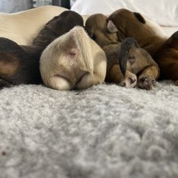 Dachshund Puppies from Channelledox
