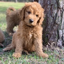 French Bulldog, Goldendoodle, and Golden Retriever Puppies from Crystal Coast Kennels, LLC