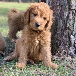 French Bulldog, Goldendoodle, and Golden Retriever Puppies from Crystal Coast Kennels, LLC