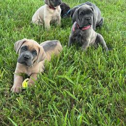 Teal - Gray and fawn female Cane Corso puppy in Williamstown, Kentucky from Ridge Top Cane Corso