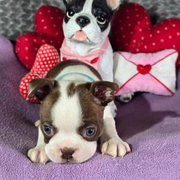 Chloe - Red female Boston Terrier puppy in Millers Creek, North Carolina from Tumbling Shoals Hilltop Bostons
