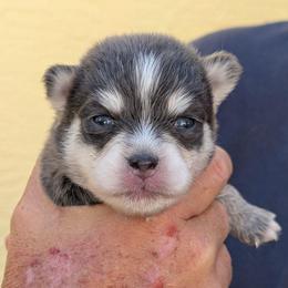 Colby (blue) - 2500 - Blue male Pomsky puppy in Spring Hill, Florida from www.PuppyTimeEmporium.com
