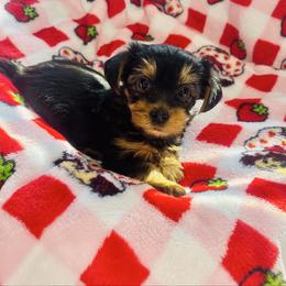 Athena - Black and tan female Yorkshire Terrier puppy in Aurora, Illinois from YorkieLux