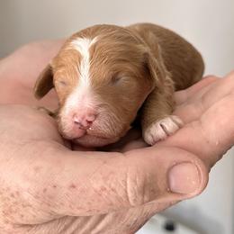 Spider Man-Brown - Red  male Goldendoodle puppy in Asheboro, North Carolina from Southern Bred Pups