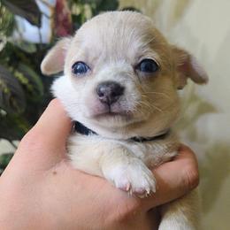Marley - Merle male Chihuahua puppy in Downey, Idaho from Seven Diamond Chihuahua's