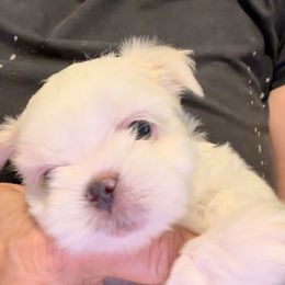Shih Tzu Puppies from Prescious Shih Tzu’s