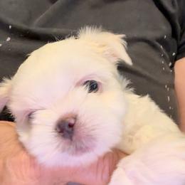 Shih Tzu Puppies from Prescious Shih Tzu’s