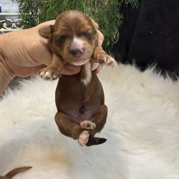 Comet - Gold sable male Havanese puppy in Bowling Green, Kentucky from Denise Clark