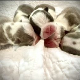 Boston Terrier and Chihuahua Puppies from Itty Bitty Boston & Chi Co