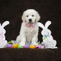 Golden Retriever Puppies from K & M Golden Retrievers