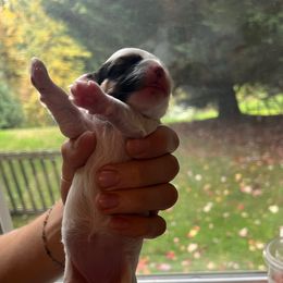 Coconut - White female Companion Cross puppy in Arlington, Washington from Havanese With Love Breeding Co.