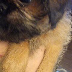 Fiyero - Red male Brussels Griffon puppy in Pensacola, Florida from Fretwell's Fabulous Griffons