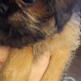 Fiyero - Red male Brussels Griffon puppy in Pensacola, Florida from Fretwell's Fabulous Griffons