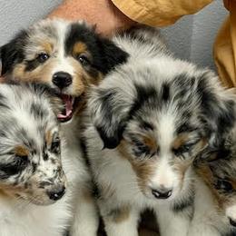 Australian Shepherds from Lazy J Aussies