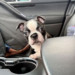 Boston Terrier All Grown Up from Smith Sister Kennels