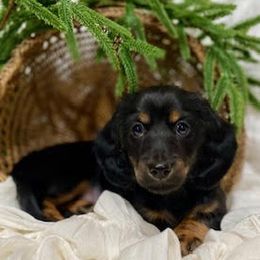 Dachshund Puppies from Down The Hill Potterdale